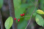 Northern spicebush <BR>Spicebush