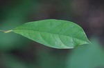 Northern spicebush <BR>Spicebush