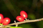 Northern spicebush <BR>Spicebush