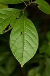 Northern spicebush <BR>Spicebush