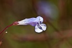 Piedmont false pimpernel