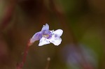 Piedmont false pimpernel