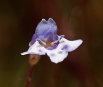 Piedmont false pimpernel