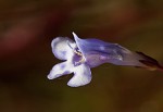 Piedmont false pimpernel