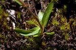 Piedmont false pimpernel