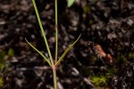 Piedmont false pimpernel