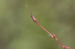 Piedmont false pimpernel