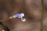 Piedmont false pimpernel