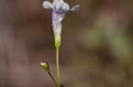 Piedmont false pimpernel