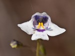 Piedmont false pimpernel