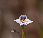 Piedmont false pimpernel