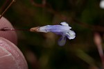 Piedmont false pimpernel