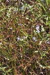 Piedmont false pimpernel