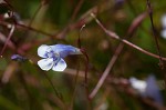 Piedmont false pimpernel