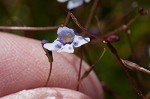 Piedmont false pimpernel