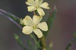 Woodland flax