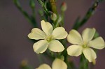 Woodland flax