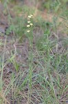 Woodland flax