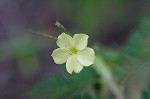 Woodland flax