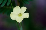 Woodland flax