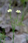 Woodland flax