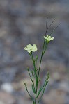 Woodland flax