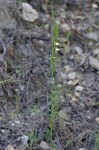 Woodland flax