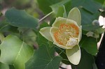 Tulip poplar