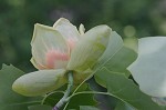 Tulip poplar