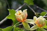 Tulip poplar