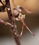 Southern twayblade