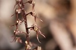 Southern twayblade