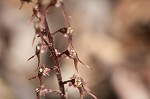 Southern twayblade