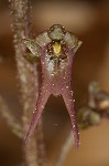 Southern twayblade