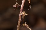 Southern twayblade