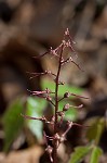 Southern twayblade