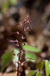 Southern twayblade