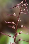 Southern twayblade