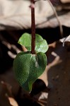 Southern twayblade