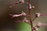 Southern twayblade