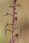 Southern twayblade