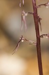 Southern twayblade