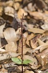 Southern twayblade