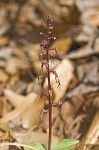 Southern twayblade