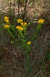 Carolina puccoon