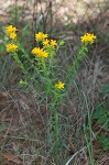 Carolina puccoon