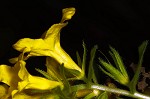 Carolina puccoon