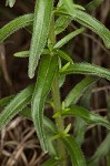 Carolina puccoon