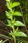 Carolina puccoon