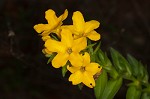 Carolina puccoon